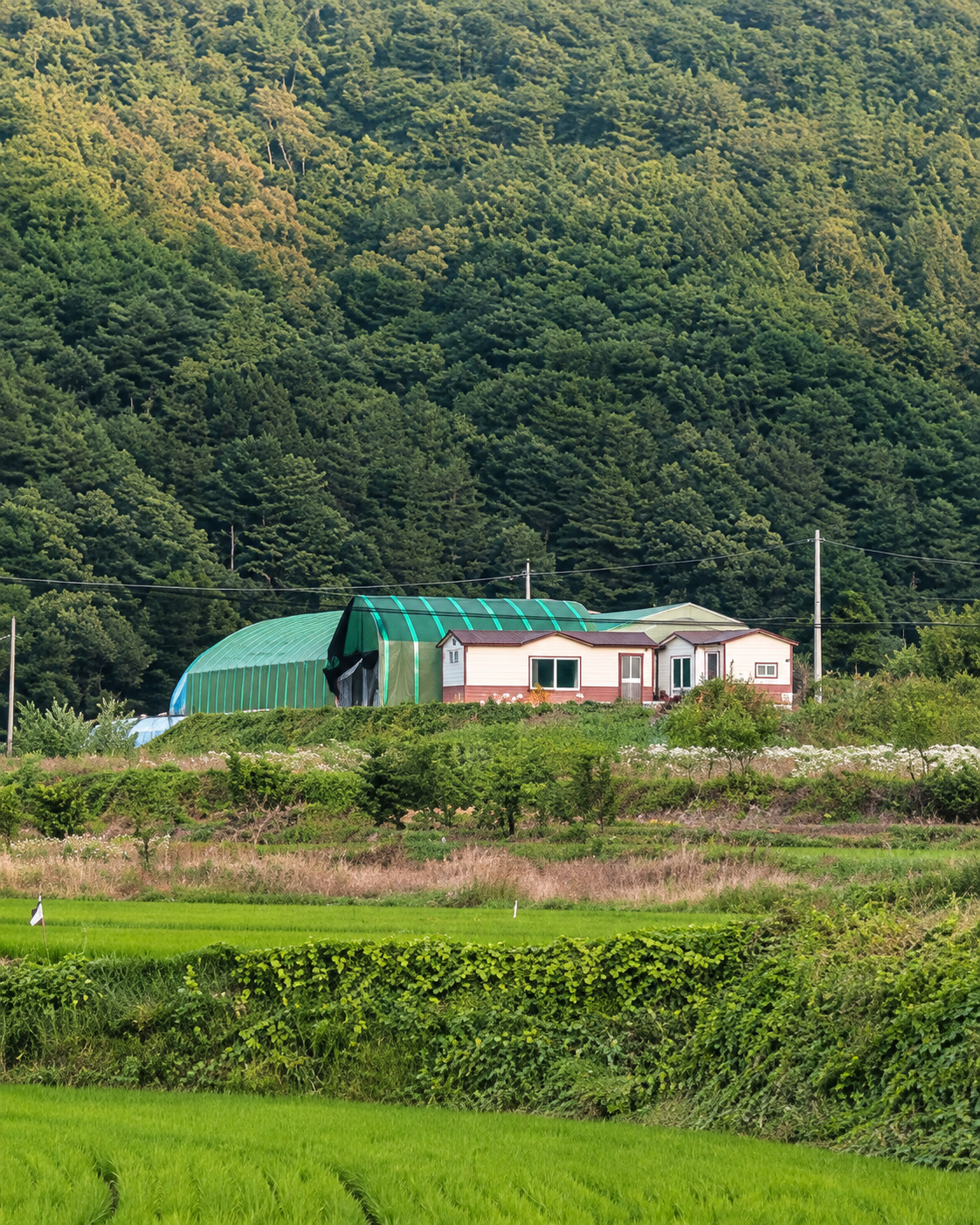 서운산 아래 하우스와 밭이 보이는 농장 전경